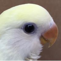 くたくたくったん (@iwasode) 's Twitter Profile Photo くたくたくったん (@iwasode) 's Twitter Profile Photo