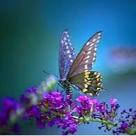 Let's Stay Positive! (@happybuglover) 's Twitter Profile