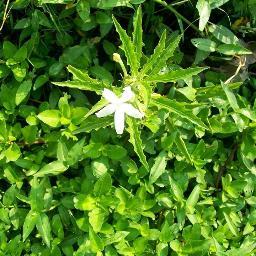 karuniaproperty's profile picture. 