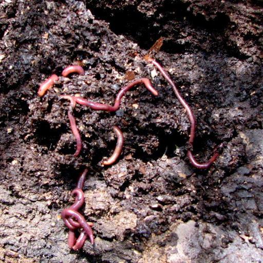 aredworm's profile picture. No Green Bologna Here