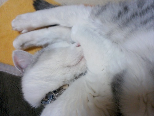 kinotokeen's profile picture. 毎度！ゲームと猫が好きすぎる駄目人間。Twitterはほぼいいねしかしません。今はLies of Pと鳴潮とパニグレとかプレイ中！楽しいね！2020年4月に甲状腺乳頭癌と診断され全摘出＋両側頸部リンパ節郭清→右リンパ節に転移があったので放射性ヨウ素内服療法してます＼(^o^)／