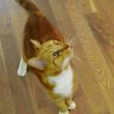 ginger frost - @GingerMiluk - Twitter