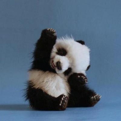 RaeRaetaylor123's profile picture. I like to sing sometimes and i also really enjoy pandas and polar bears