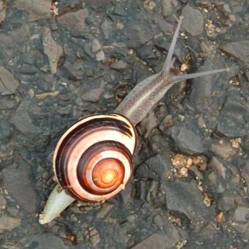 Kolkand's profile picture. Well, here we are, Mr. Pilgrim, trapped in the amber of the moment. There is no why. (K. Vonnegut)