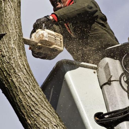 At Root Tree Service we take care to provide our customers high quality services personalized for their unique needs. 248-678-8555