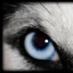 HHuskyBoosters (@hhuskyboosters) Twitter profile photo HHuskyBoosters (@hhuskyboosters) Twitter profile photo