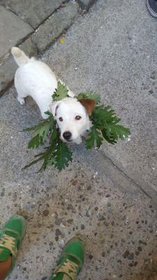 gabrigol90's profile picture. 