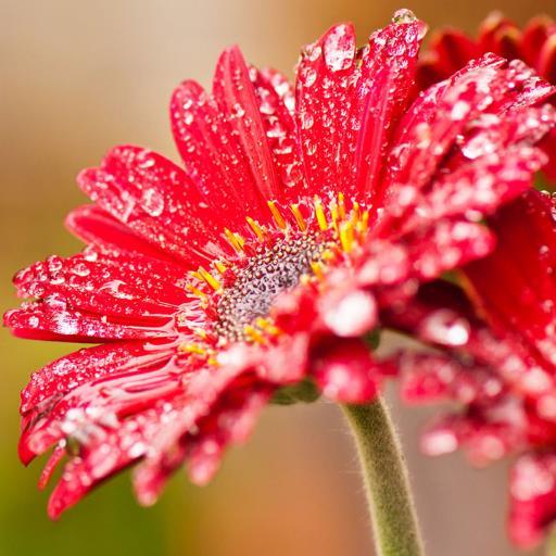 Have A Cheerful Day With Beautiful Colorful Photos Of Flowers!