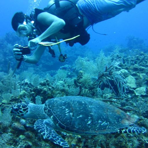 I am a PhD researcher with a passion for sea turtles and seek to combine this passion with my interest in technology to provide unique discoveries about turtles