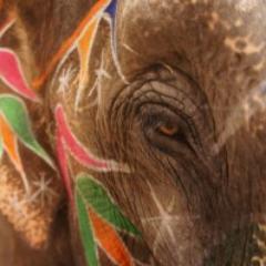 stolafIOS's profile picture. The official twitter page for the St. Olaf College International and Off-Campus Studies Office.