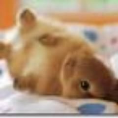 かわいい動物画像をツイートしていきます！RTお願いします！