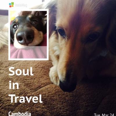 CHOCO_o1919o's profile picture. 2020.12.5 茶わんこ♂16歳6ヶ月26日🌈2022.5.28 黒わんこ♂14歳1ヶ月15日（先天性の脚、骨格の異常とグレード5椎間板ヘルニア2回手術）🌈/保護っ子ダックスとチワワが家族に🐶/石田彰/ /ソンファ 、ジョシュア /チソン/坂口健太郎/藤井風の全てにハマった❤️