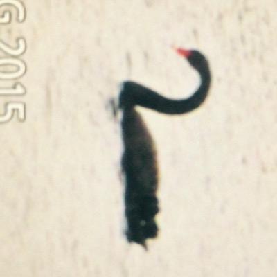 birdsofalvecote's profile picture. 