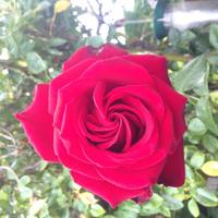 Welly gardens and grounds (@wellygardens) 's Twitter Profile Photo Welly gardens and grounds (@wellygardens) 's Twitter Profile Photo