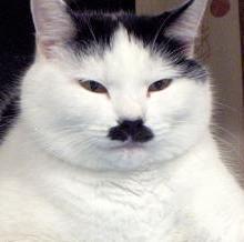 TaalNazi's profile picture. 