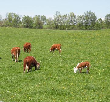 Grassfedbeefny's profile picture. We raise 100% grass fed and finished beef. We use no antibiotics or growth hormones. We are proud to be Animal Welfare Approved and American Grassfed Certified.