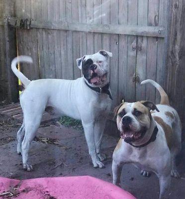 I breed NKC champion American Bulldogs. 
Puppies born August 9 2015 check out website http://t.co/0B7CNg0PWl 
References available.