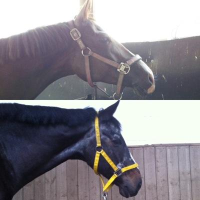 DressageLife2's profile picture. 2 Mädels & 2 Pferde mehr info's auf Instagram: Passion.Dressage