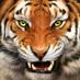 IFHS Tiger Times (@iftigertimes) Twitter profile photo IFHS Tiger Times (@iftigertimes) Twitter profile photo