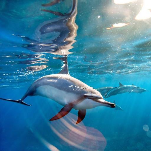 Dedicated to our ocean and sea life - worth every energy to protect.