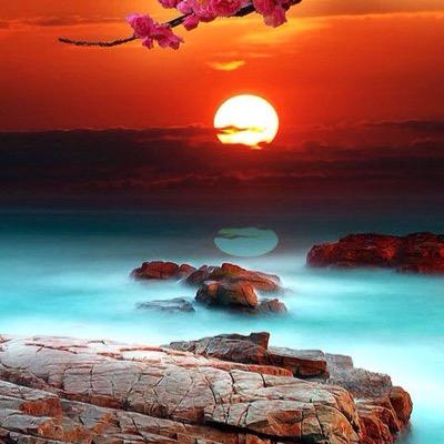 TracyLHamilton1's profile picture. love all animals & all Sunsets. No two are the same. sunsets are my calm after a storm.(My mother passed away from Lymphoma/Brain Tumor. We need more research)