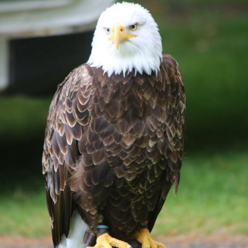 Howden Show has a proud history dating back to 1855 and remains to be one of the best attended and most fun packed family days out in East Yorkshire!