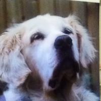 Salamanda (@sallyfowler12) 's Twitter Profile