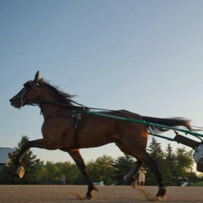 Standardbred race horse trainer