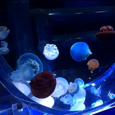 jellyfish330's profile picture. 