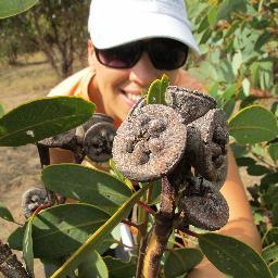 Researcher/lecturer @UTAS_, Churchill Fellow, mum, @lostpippin’s other half. Eucalypts / Aus plants: phylogeny, conservation genetics, hybridisation. She/her