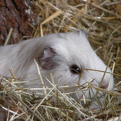 Guinea_piggie's profile picture. weeek wu-weeeeEEEEEEEEK! *chunter chunter* we-weeeek!