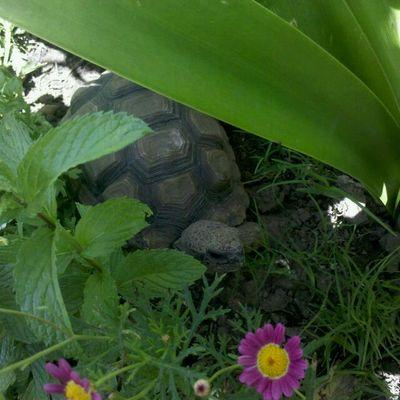 calupic's profile picture. 