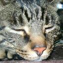 Melissa McCrea - @Tulips1795 - Twitter