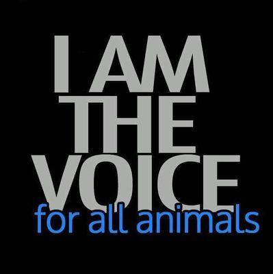 Voice For The Animal's!Rescuer and Foster Parent for Cats!!=^..^=