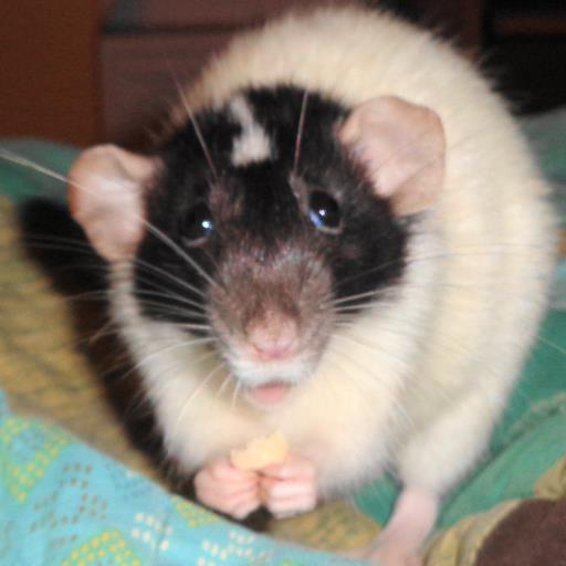 rattie mama who often sings to her little darlings as if we're in a musical
