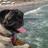 brandy_the_pug