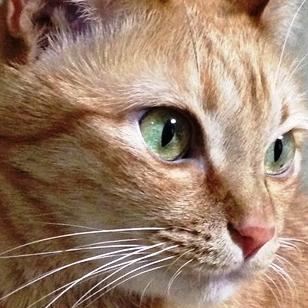 kijitoracat's profile picture. ■公式RT多めのただの一丁嚙みなのでフォローしない方がいいです　■🥦も多め  ■DMは読みません　■通話はいたしません　■サブアカウントはありません
✨福寿海無量( -人- )✨