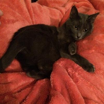 idanfelix's profile picture. נותן לייק לבדיחות-אב.