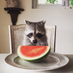 Pumpkin The Raccoon (@thisispumpkin) Twitter profile photo Pumpkin The Raccoon (@thisispumpkin) Twitter profile photo