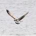 Malcolm Freeman (@birdingbewl) Twitter profile photo Malcolm Freeman (@birdingbewl) Twitter profile photo
