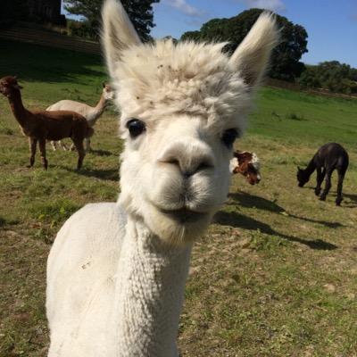 Be warned our numbers are growing & we are mobilising. Become part of the ultimate #Alpaca herd! find our bases @lovelingholm @lakesdistillery Keswick @alpacaly