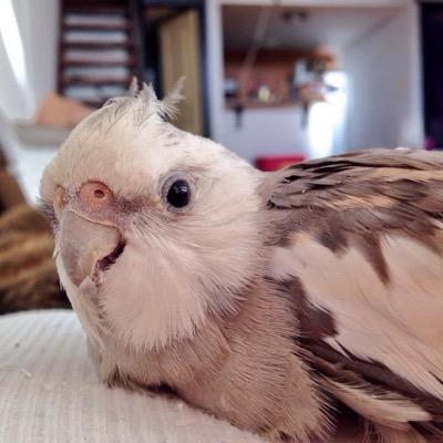 Meet Elephant. Ellie for short. She can't fly, perch or walk straight, squeaks like a broken dog toy and she's damn adorable. ♿️