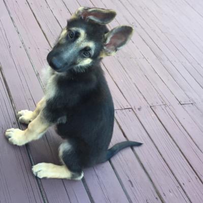RezsDog's profile picture. The toughest little German Shepherd this side of the Mason-Dixon