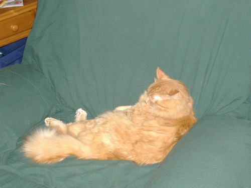 morrisdacat's profile picture. I'm an orange cat, what more can I say? I love to eat, sleep and go outside. I am 10 years old in human years.