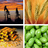 commoditypress's profile image
