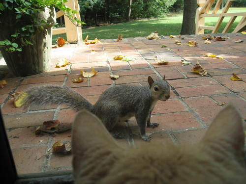 odd but harmless