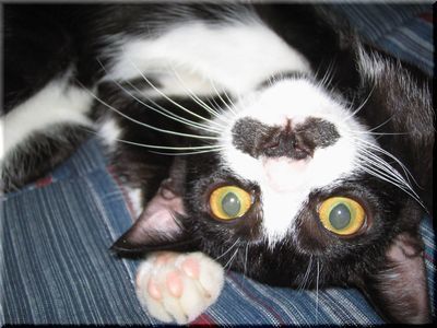 asakitakumagame's profile picture. ★猫のMustache君と♪吉田拓郎をこよなく愛する比婆GONです。★山もこよなく愛する「asakitakumagame」です。★団塊世代で2010/08/25で定年退職しました。夢にまで見た「雨読晴耕」の生活に入りました♪　★「1/2田舎暮らし計画」を模索中！　　★2015年10月よりロードバイクを始めました。　