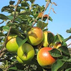 Fruit Farming on Suffolk's Heritage Coast. Fab fruit, scrumptious apple juices, fruity jams, tiny campsite, lovely holiday cottage and views over marsh and sea.