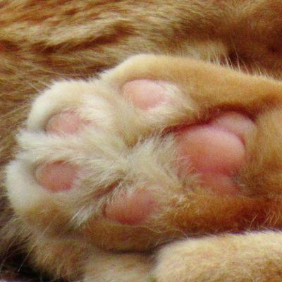 眠々の猫さんのプロフィール画像