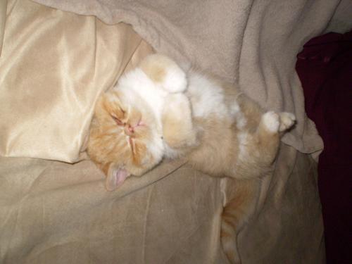 motherhoodlum's profile picture. kiddos at the hip and a chip on the shoulder!